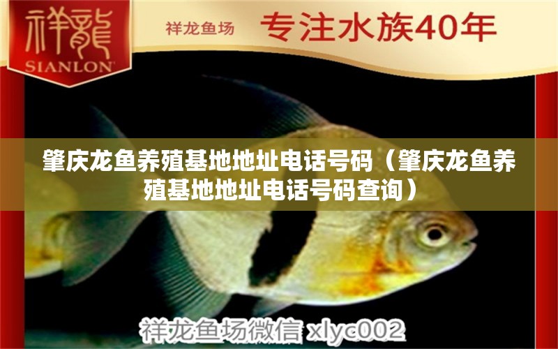 肇慶龍魚養(yǎng)殖基地地址電話號(hào)碼（肇慶龍魚養(yǎng)殖基地地址電話號(hào)碼查詢）