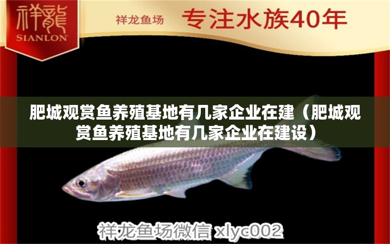 肥城觀賞魚養(yǎng)殖基地有幾家企業(yè)在建（肥城觀賞魚養(yǎng)殖基地有幾家企業(yè)在建設(shè)）