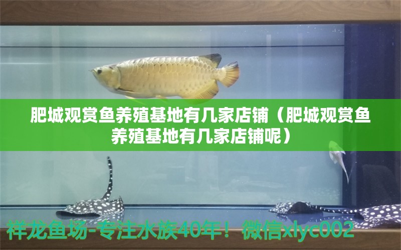 肥城觀賞魚養(yǎng)殖基地有幾家店鋪（肥城觀賞魚養(yǎng)殖基地有幾家店鋪呢） 月光鴨嘴魚苗