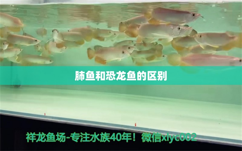 肺魚和恐龍魚的區(qū)別