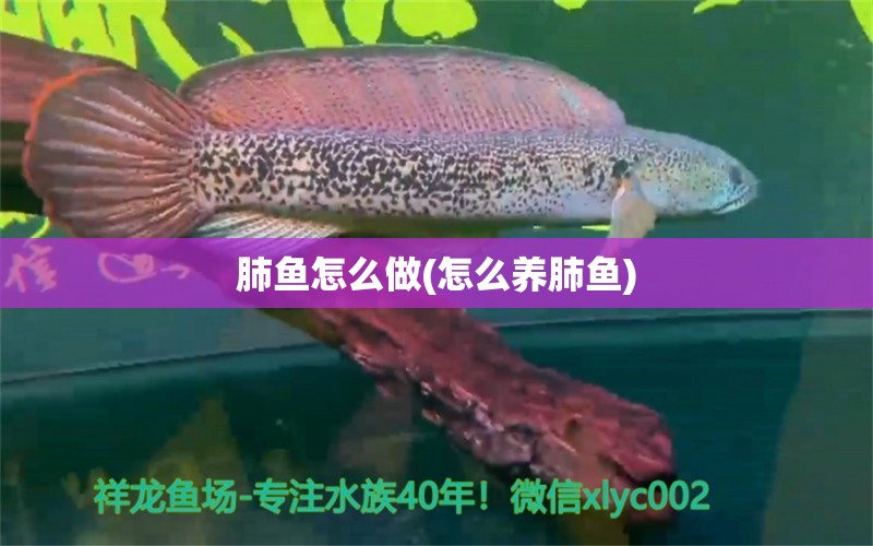 肺魚怎么做(怎么養(yǎng)肺魚) 肺魚 第1張