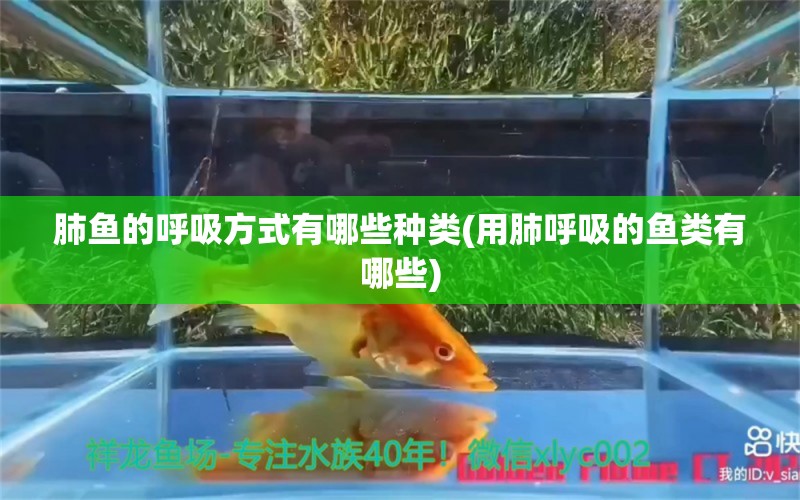 肺魚的呼吸方式有哪些種類(用肺呼吸的魚類有哪些) 肺魚