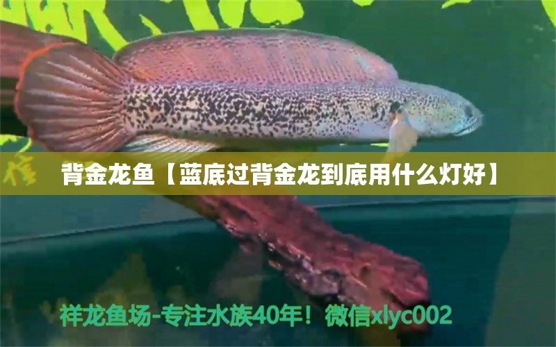 背金龍魚(yú)【藍(lán)底過(guò)背金龍到底用什么燈好】