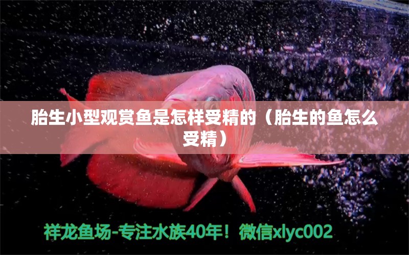 胎生小型觀賞魚是怎樣受精的（胎生的魚怎么受精） 小型觀賞魚