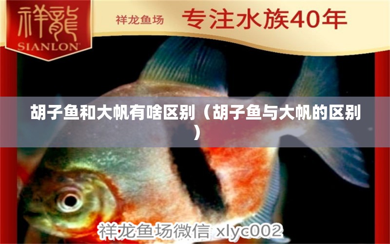 胡子魚(yú)和大帆有啥區(qū)別（胡子魚(yú)與大帆的區(qū)別）