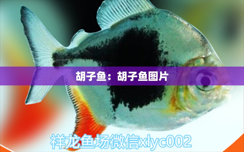 胡子魚：胡子魚圖片