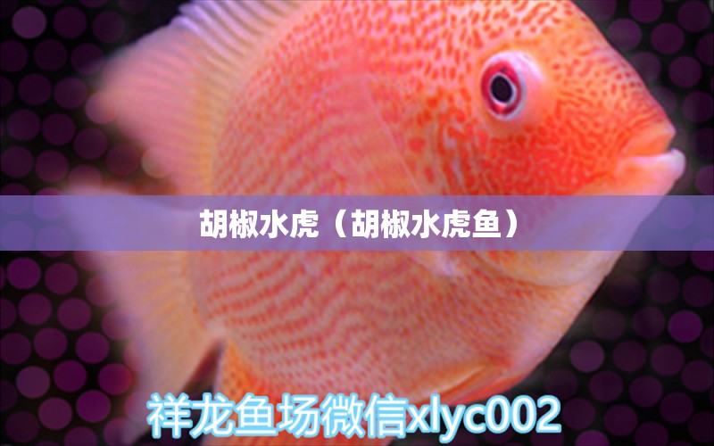 胡椒水虎（胡椒水虎魚）