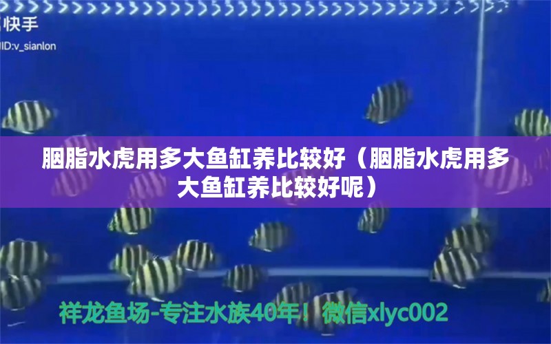 胭脂水虎用多大魚(yú)缸養(yǎng)比較好（胭脂水虎用多大魚(yú)缸養(yǎng)比較好呢） 食人魚(yú)（水虎）