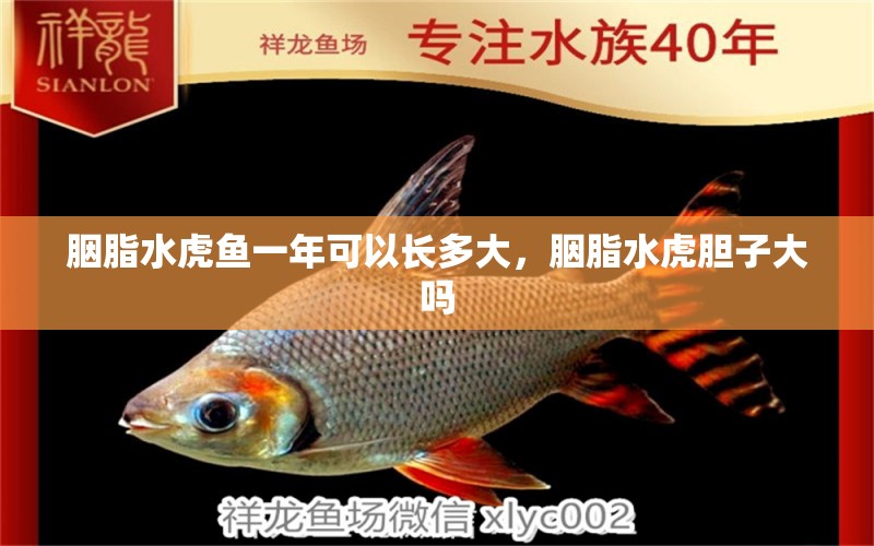 胭脂水虎魚一年可以長多大，胭脂水虎膽子大嗎 食人魚（水虎） 第2張