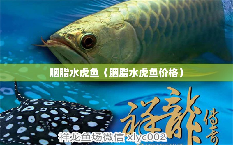 胭脂水虎魚（胭脂水虎魚價格）