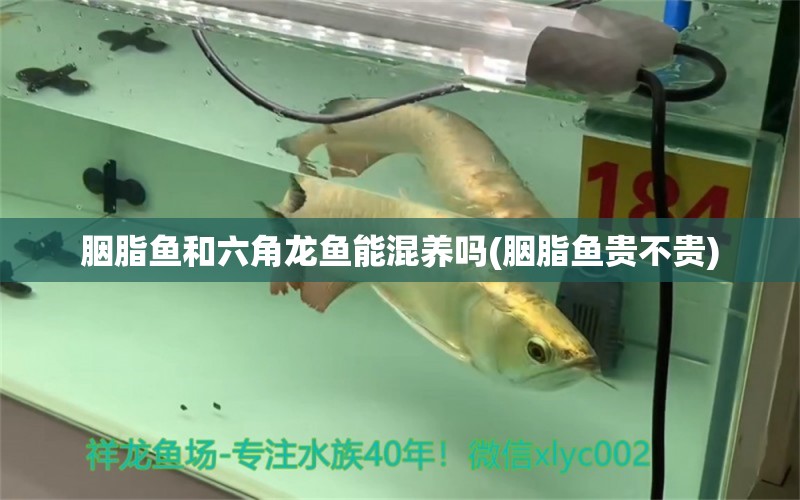 胭脂魚和六角龍魚能混養(yǎng)嗎(胭脂魚貴不貴) 祥龍水族護理水