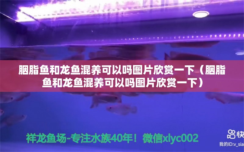 胭脂魚和龍魚混養(yǎng)可以嗎圖片欣賞一下（胭脂魚和龍魚混養(yǎng)可以嗎圖片欣賞一下）