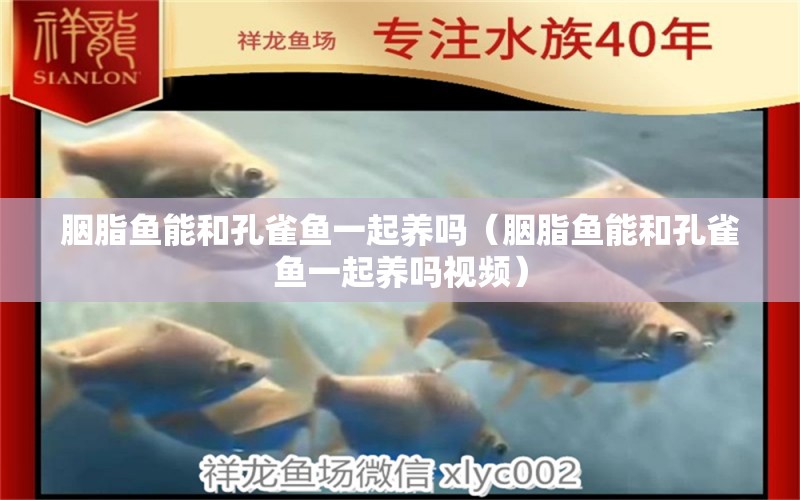 胭脂魚能和孔雀魚一起養(yǎng)嗎（胭脂魚能和孔雀魚一起養(yǎng)嗎視頻）