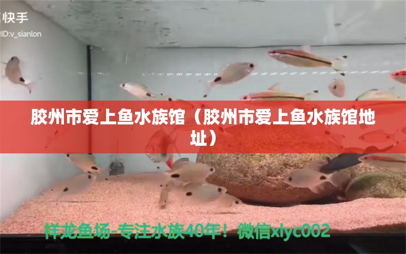 膠州市愛(ài)上魚(yú)水族館（膠州市愛(ài)上魚(yú)水族館地址）