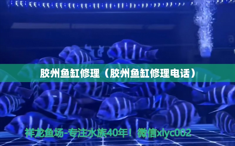 膠州魚缸修理（膠州魚缸修理電話） 其他品牌魚缸