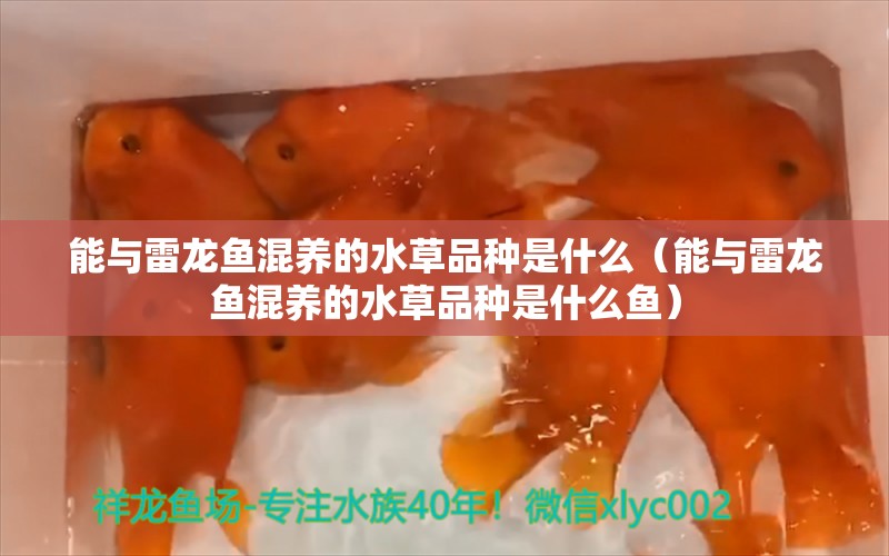 能與雷龍魚混養(yǎng)的水草品種是什么（能與雷龍魚混養(yǎng)的水草品種是什么魚） 水草