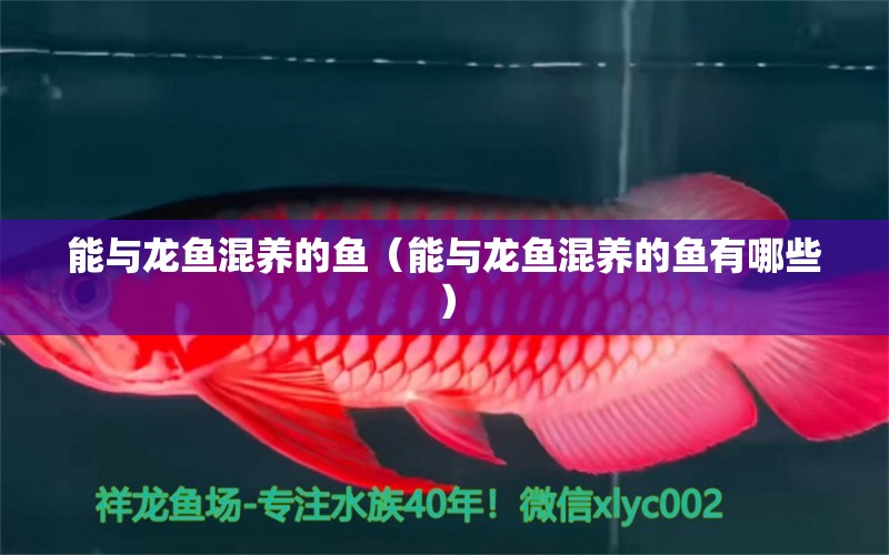 能與龍魚混養(yǎng)的魚（能與龍魚混養(yǎng)的魚有哪些）