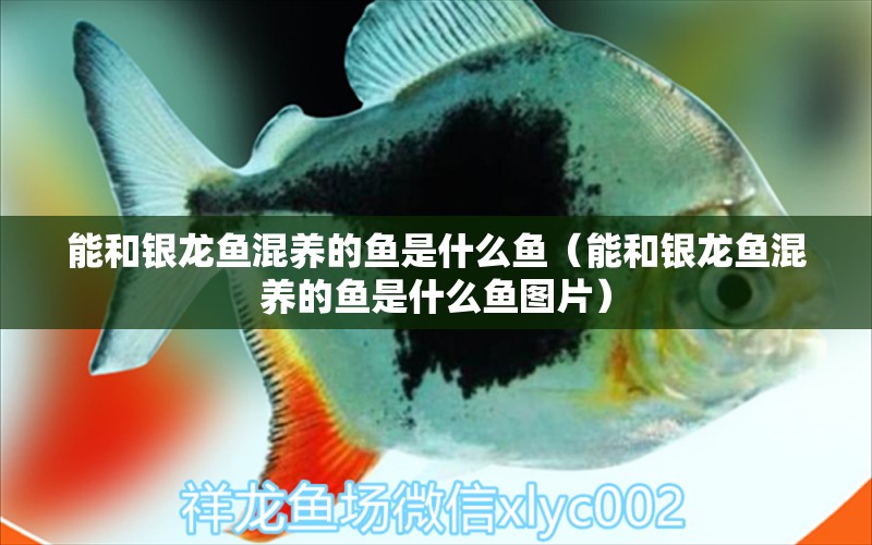 能和銀龍魚混養(yǎng)的魚是什么魚（能和銀龍魚混養(yǎng)的魚是什么魚圖片） 銀龍魚