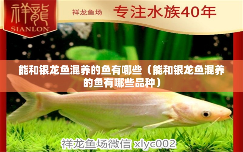 能和銀龍魚混養(yǎng)的魚有哪些（能和銀龍魚混養(yǎng)的魚有哪些品種） 銀龍魚