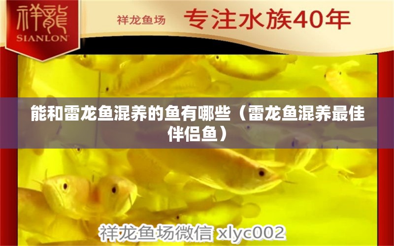 能和雷龍魚混養(yǎng)的魚有哪些（雷龍魚混養(yǎng)最佳伴侶魚）