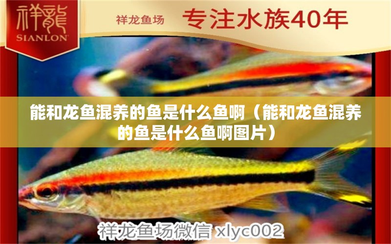 能和龍魚混養(yǎng)的魚是什么魚?。芎妄堲~混養(yǎng)的魚是什么魚啊圖片） 廣州龍魚批發(fā)市場