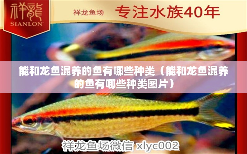 能和龍魚混養(yǎng)的魚有哪些種類（能和龍魚混養(yǎng)的魚有哪些種類圖片）