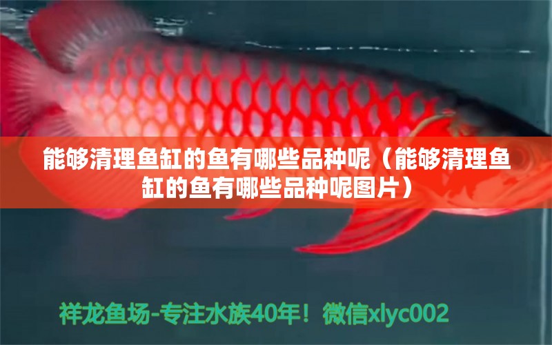 能夠清理魚缸的魚有哪些品種呢（能夠清理魚缸的魚有哪些品種呢圖片） 觀賞蝦蟹等飼料