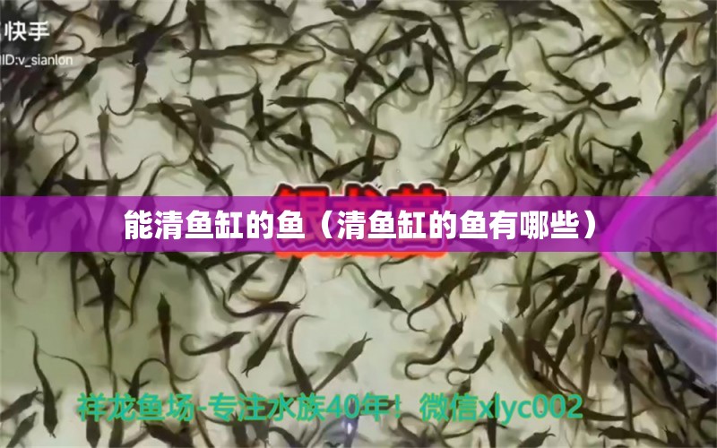 能清魚缸的魚（清魚缸的魚有哪些） 祥龍水族醫(yī)院