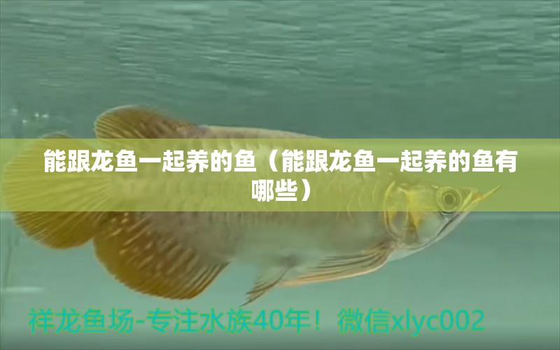 能跟龍魚一起養(yǎng)的魚（能跟龍魚一起養(yǎng)的魚有哪些）