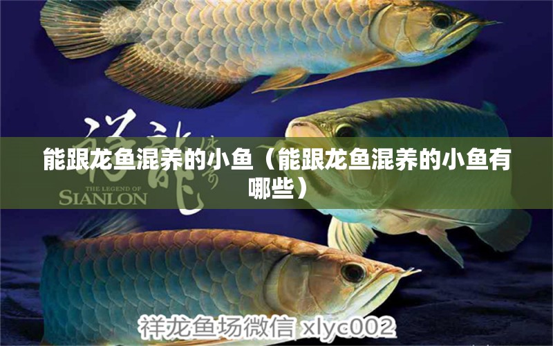 能跟龍魚混養(yǎng)的小魚（能跟龍魚混養(yǎng)的小魚有哪些）