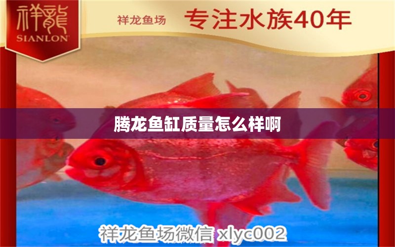 騰龍魚缸質(zhì)量怎么樣啊 祥龍魚場