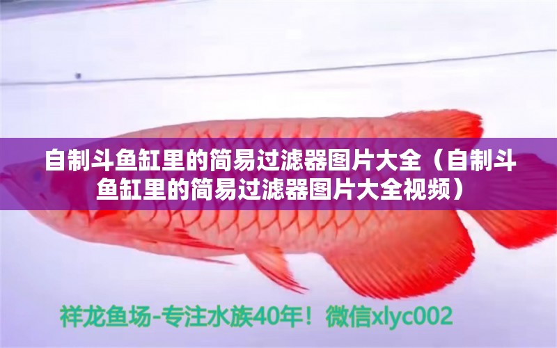 自制斗魚缸里的簡易過濾器圖片大全（自制斗魚缸里的簡易過濾器圖片大全視頻）