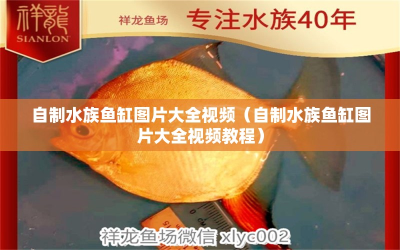 自制水族魚(yú)缸圖片大全視頻（自制水族魚(yú)缸圖片大全視頻教程） B級(jí)過(guò)背金龍魚(yú)