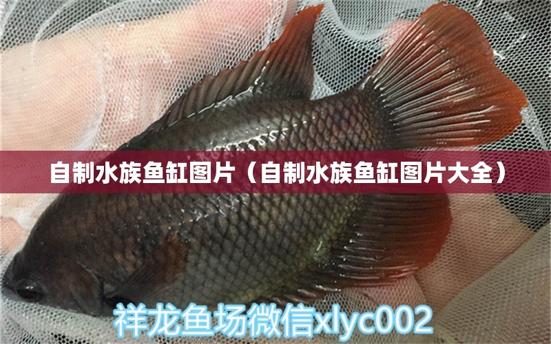 自制水族魚缸圖片（自制水族魚缸圖片大全）