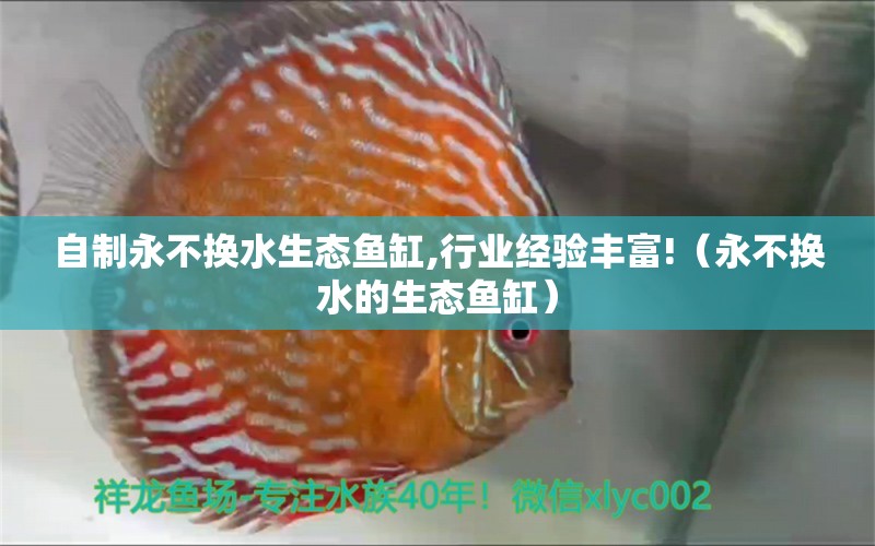 自制永不換水生態(tài)魚缸,行業(yè)經(jīng)驗(yàn)豐富!（永不換水的生態(tài)魚缸） 肺魚