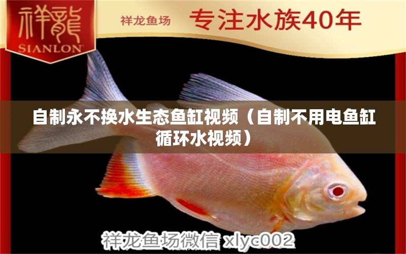 自制永不換水生態(tài)魚缸視頻（自制不用電魚缸循環(huán)水視頻）