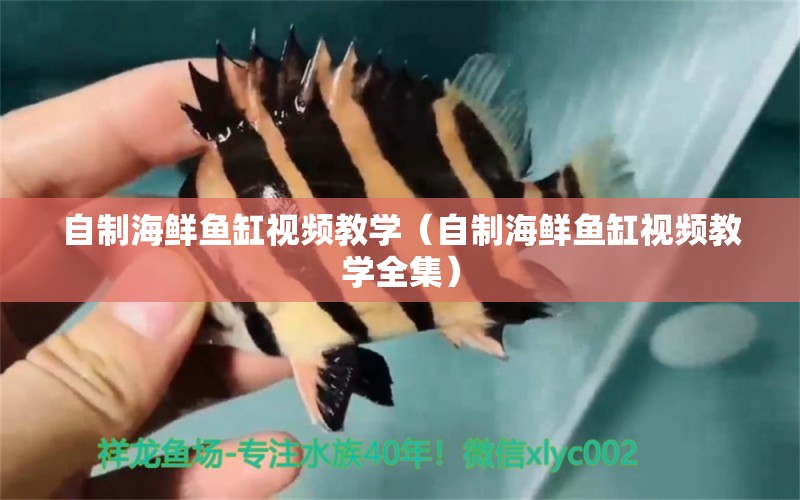 自制海鮮魚(yú)缸視頻教學(xué)（自制海鮮魚(yú)缸視頻教學(xué)全集） 觀賞蝦蟹等飼料