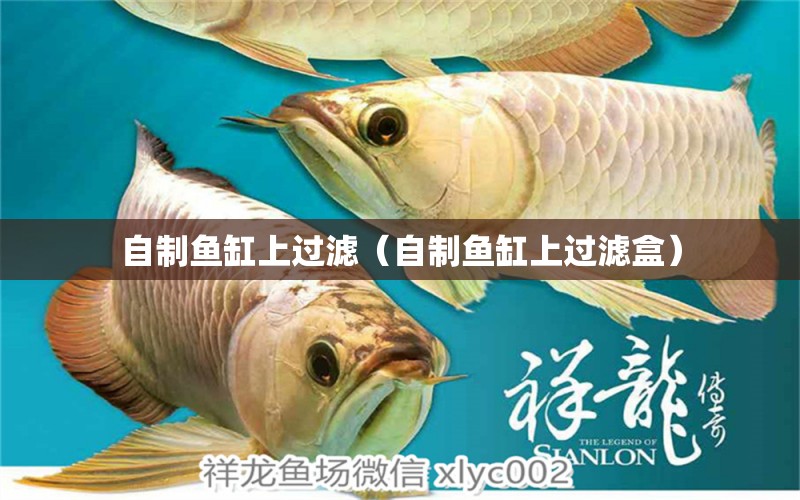 自制魚缸上過(guò)濾（自制魚缸上過(guò)濾盒）