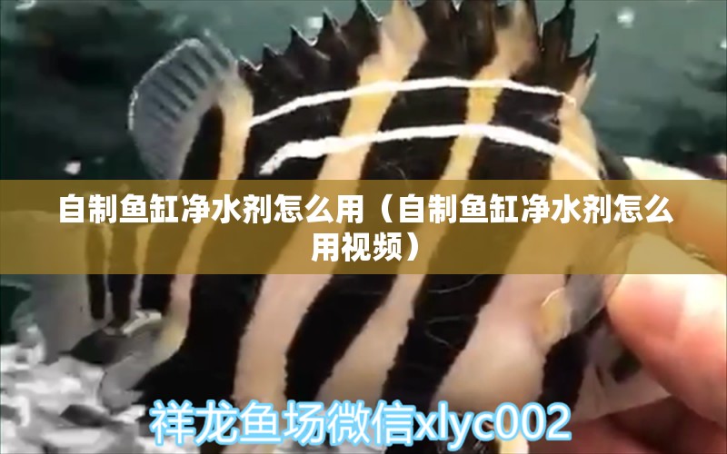 自制魚(yú)缸凈水劑怎么用（自制魚(yú)缸凈水劑怎么用視頻）