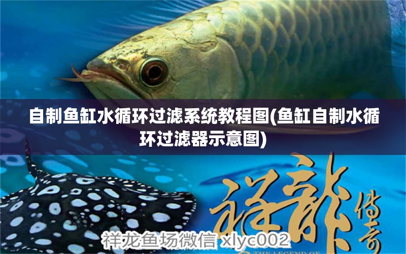 自制魚缸水循環(huán)過濾系統(tǒng)教程圖(魚缸自制水循環(huán)過濾器示意圖)