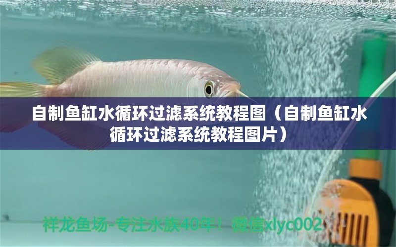 自制魚缸水循環(huán)過濾系統(tǒng)教程圖（自制魚缸水循環(huán)過濾系統(tǒng)教程圖片）