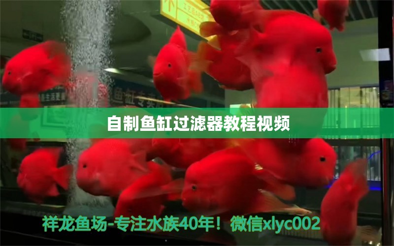 自制魚缸過濾器教程視頻 祥龍魚場