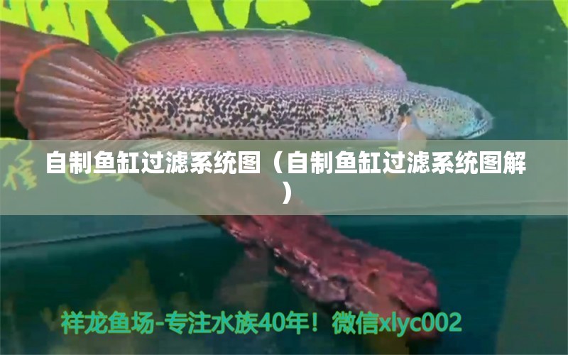 自制魚缸過濾系統(tǒng)圖（自制魚缸過濾系統(tǒng)圖解）