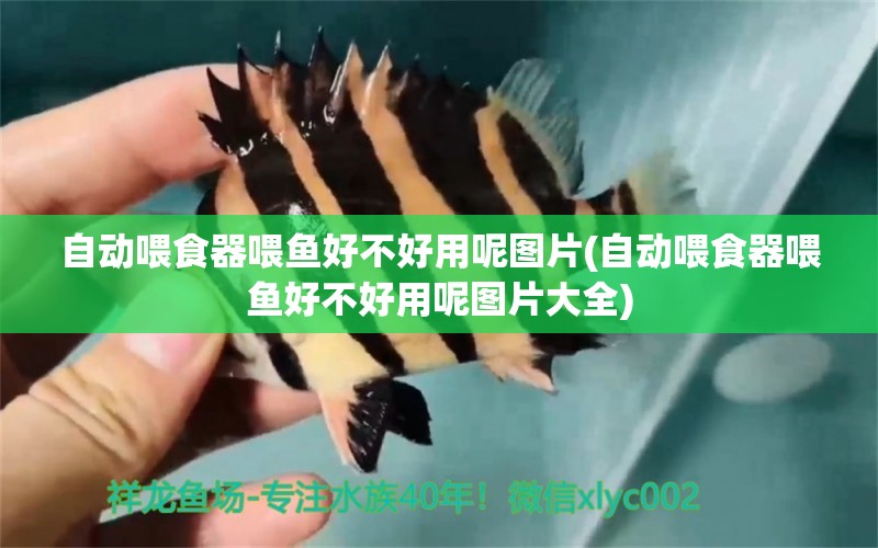 自動(dòng)喂食器喂魚好不好用呢圖片(自動(dòng)喂食器喂魚好不好用呢圖片大全) 喂食器