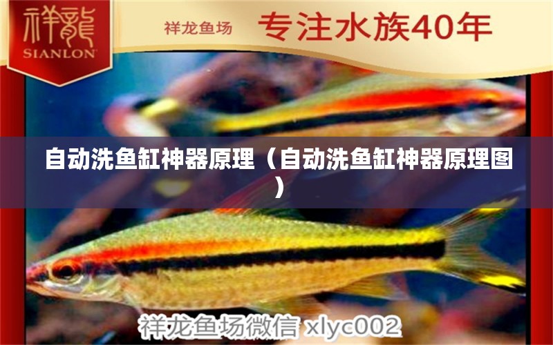 自動(dòng)洗魚缸神器原理（自動(dòng)洗魚缸神器原理圖） 觀賞魚水族批發(fā)市場