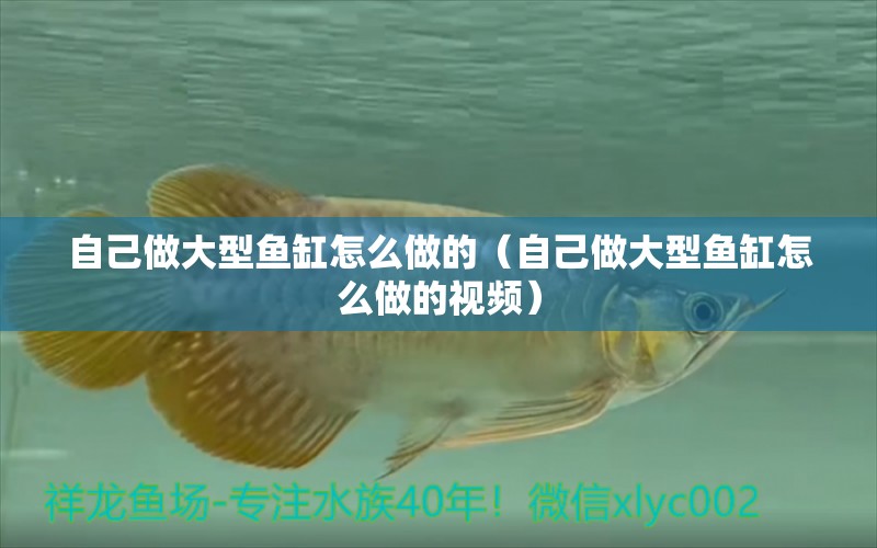 自己做大型魚缸怎么做的（自己做大型魚缸怎么做的視頻）