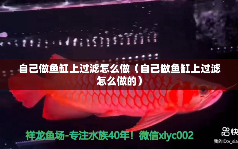 自己做魚缸上過濾怎么做（自己做魚缸上過濾怎么做的）