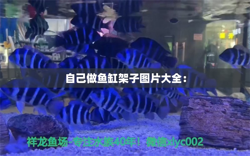 自己做魚缸架子圖片大全： 觀賞魚