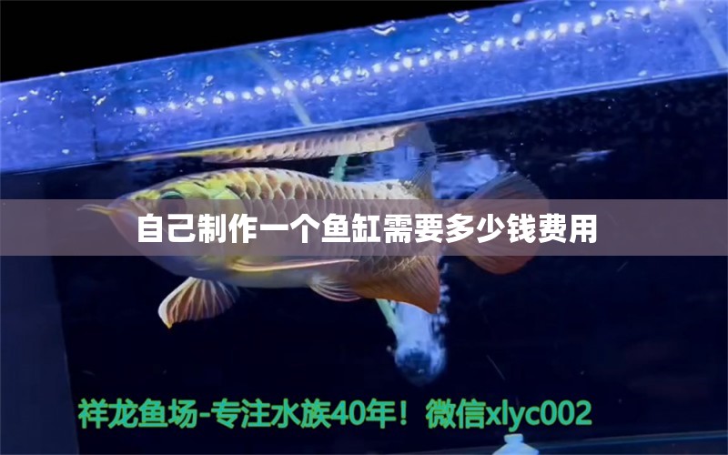 自己制作一個魚缸需要多少錢費用 祥龍魚場