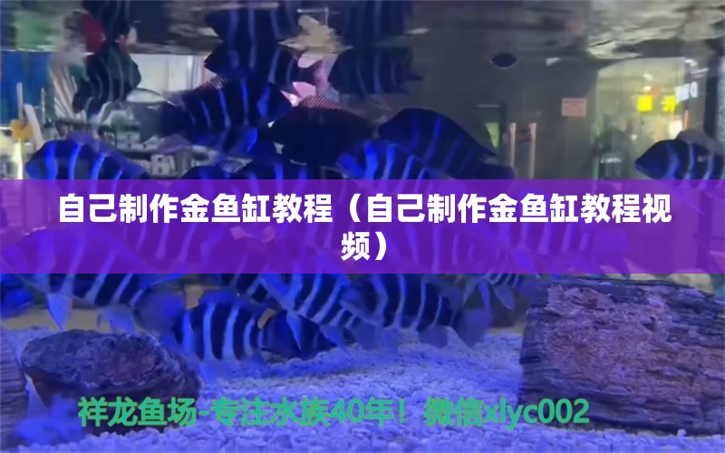 自己制作金魚(yú)缸教程（自己制作金魚(yú)缸教程視頻） BD魟魚(yú)